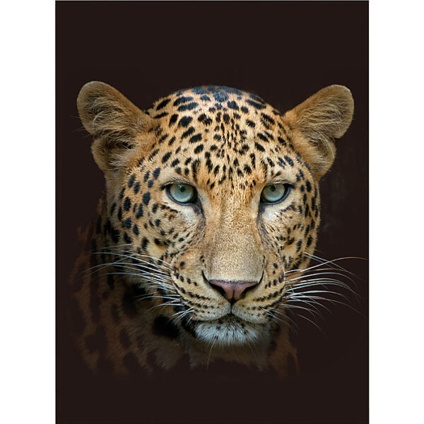 Wohndecke Leopard